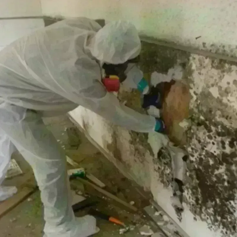 Mold Remediation and Removal in Frontier County, NE